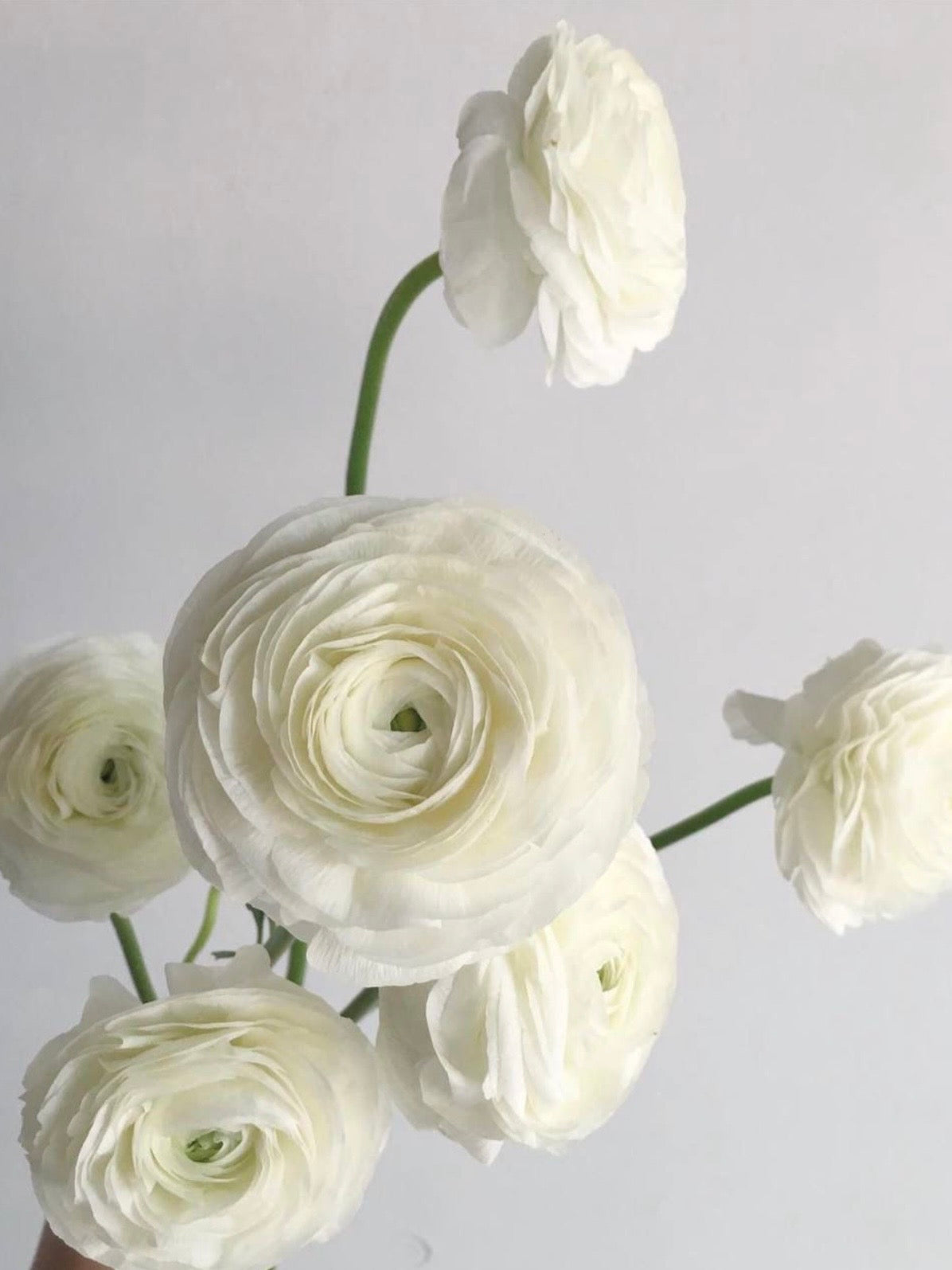 Ranunculus