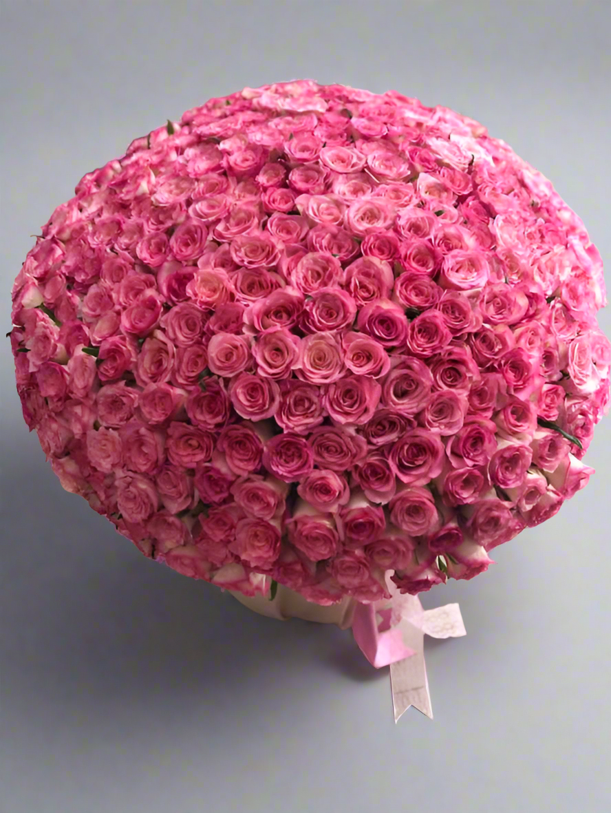 351 Double color pink roses