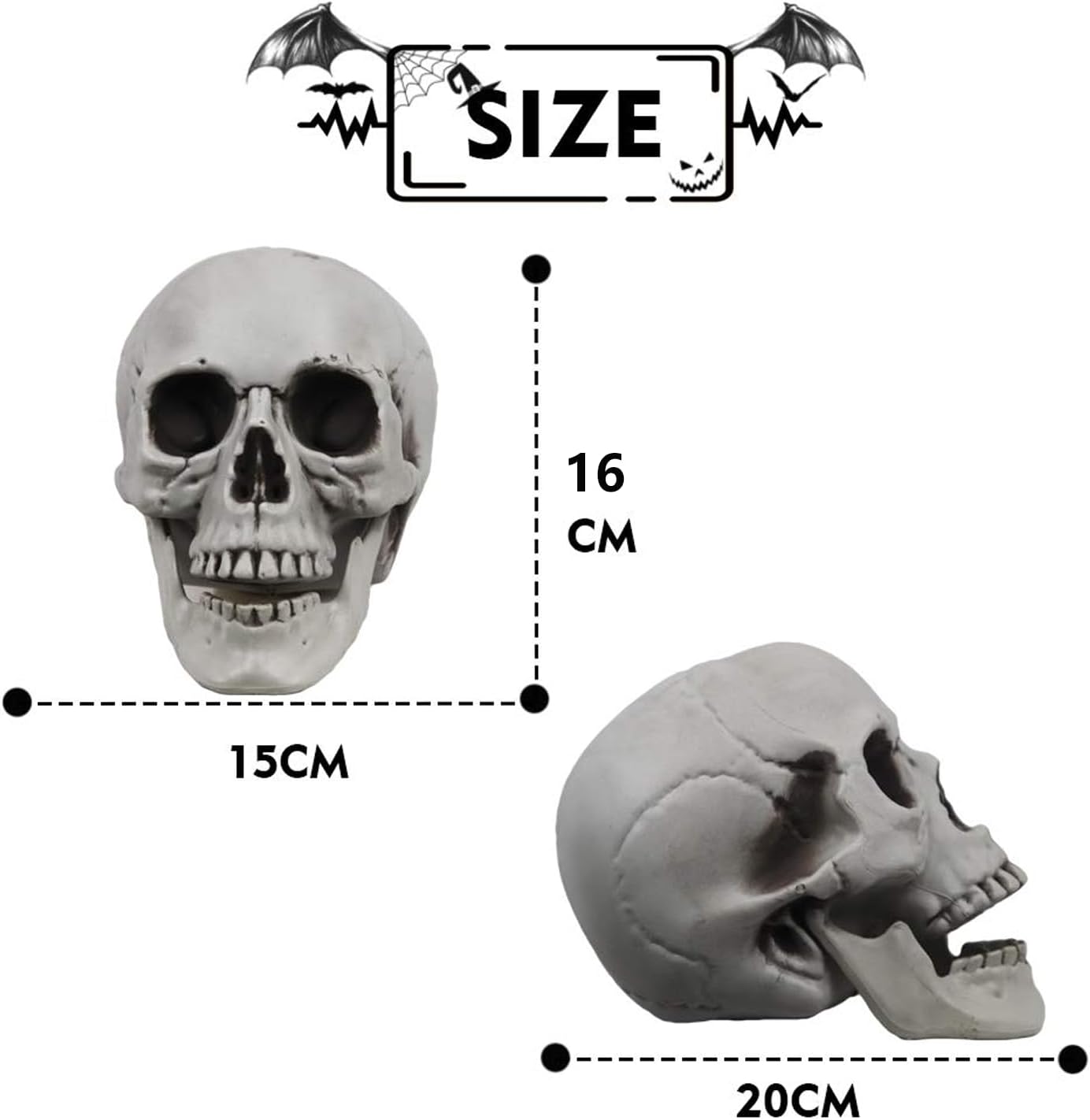 Scull 2 pcs, rent (D-0011)