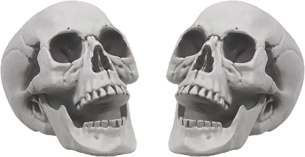 Scull 2 pcs, rent (D-0011)