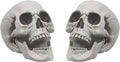 Scull 2 pcs, rent (D-0011)