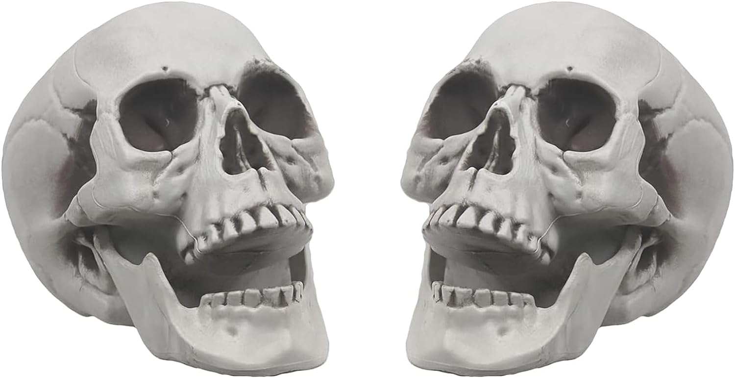 Scull 2 pcs, rent (D-0011)