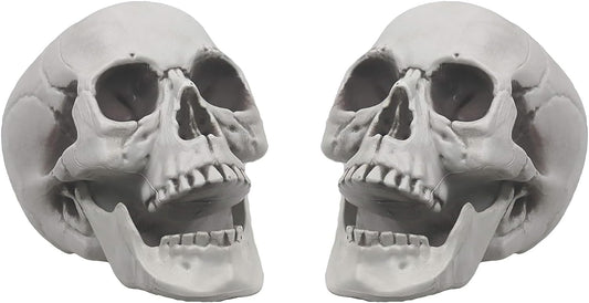 Scull 2 pcs, rent (D-0011)