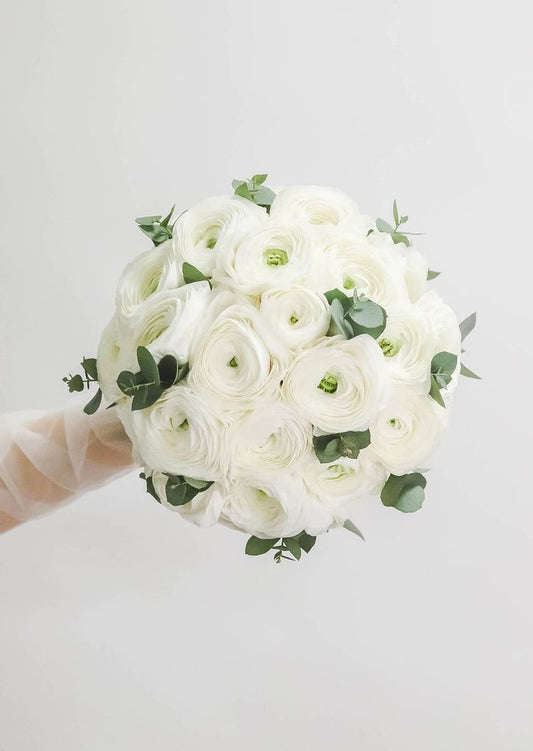 White ranunculus ✨