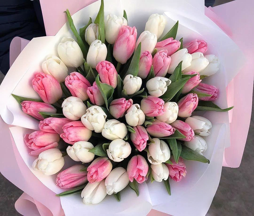 White pink tulips (51 pcs)