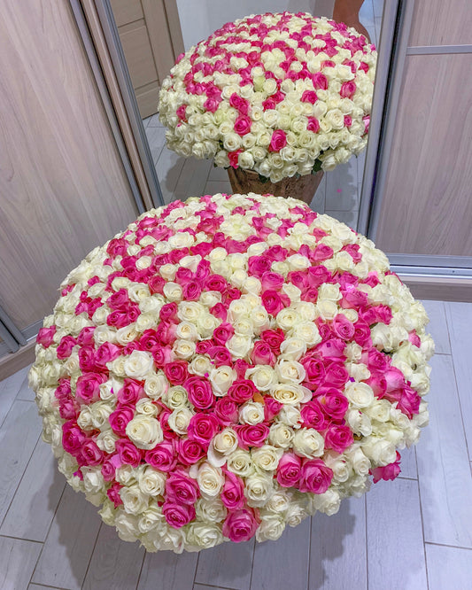 Pink and white roses (501 roses)