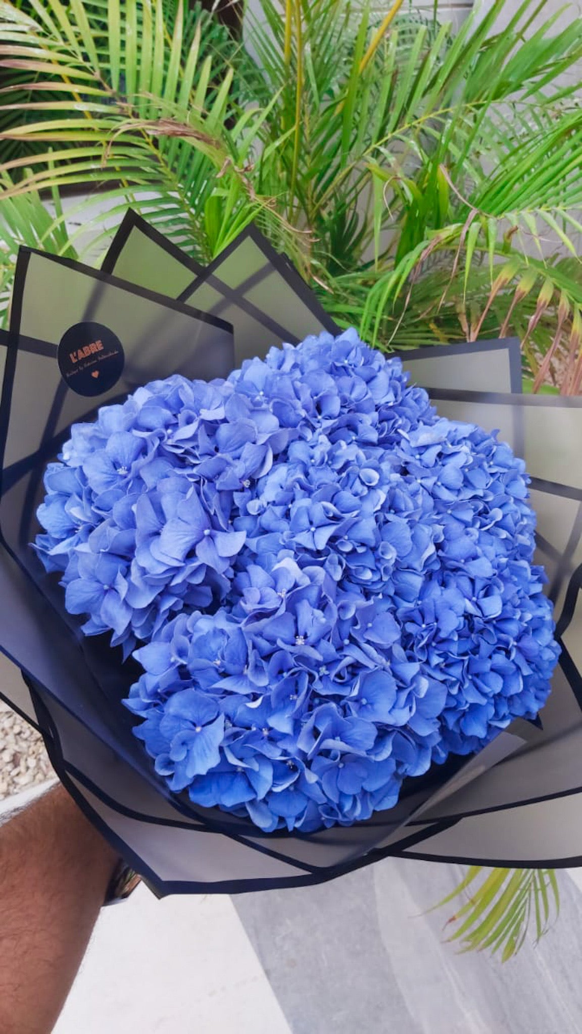 Hydrangeas 💙