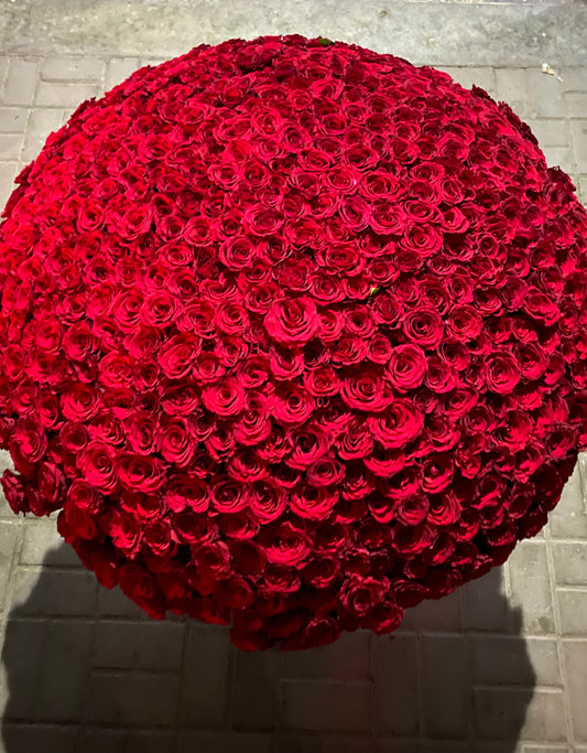 Huge red roses 🌹