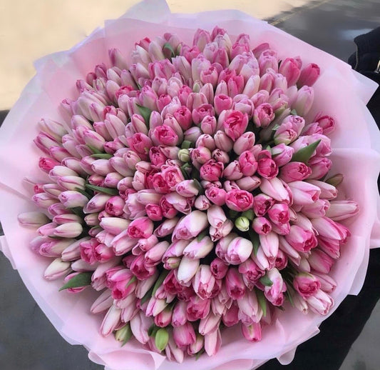 Light Pink tulips 241 pieces